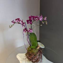 Mini phalaenopsis orchids (dark purple, #4 birds nest)