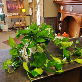Potted trailing green houseplant with glossy heart-shaped leaves