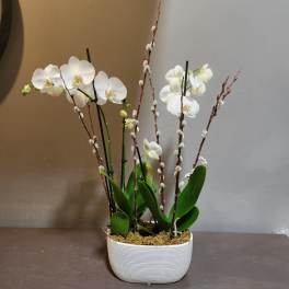 Plants: Orchid Duo - White