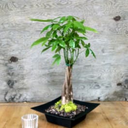 Zen Money Tree