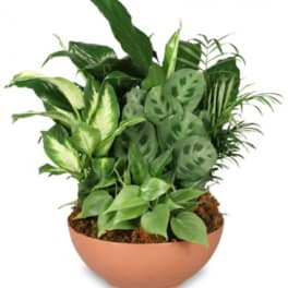 Gift of Green