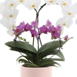 Mother and Child Orchids **LIMITED QUANTITY**