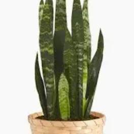 Potted snake plant in a woven basket planter
