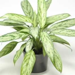 Potted plant with long variegated green leaves in a black container