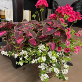 Potted arrangement with pink flowers, dark foliage, and small white blooms