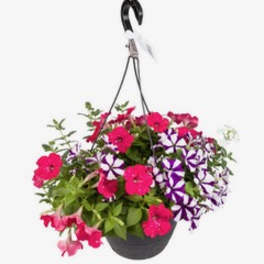 Hanging basket of pink and purple flowers in a black pot