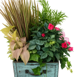 Vintage Box Dish Garden