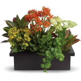 Mixed orange and yellow flowering plants with trailing foliage in a rectangular black planter