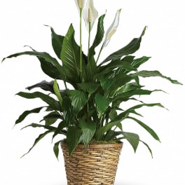 Potted peace lily plant with white blooms in a woven basket