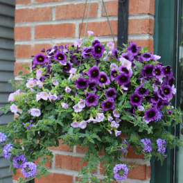 Mixed Hanging Planter