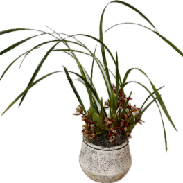 Coconut Orchid