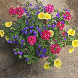 Flowering Hanging Baskets