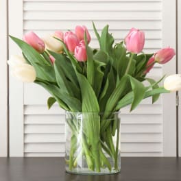 Springtime Tulips