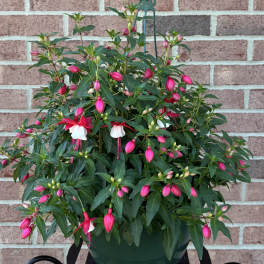 "Pink-alicious" Fuchsia