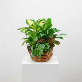 Dish Garden Basket