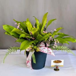 Stunning Dracaena Plant - 6" Planter