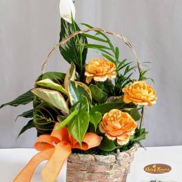 Classic Dish Garden w/flowers - 8" Basket