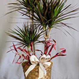 Majestic Marginata - 8" Planter