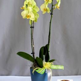 Orchid Delight