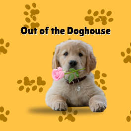 Golden retriever puppy holding a pink rose on a yellow background
