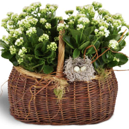 Blooming plants double