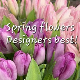 Pink and purple tulips with overlaid text reading Spring flowers Designers best!
