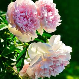 Pink and white peony blooms against green foliage