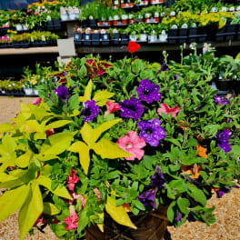 Large Planters