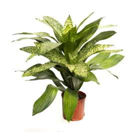 Potted green houseplant with speckled leaves