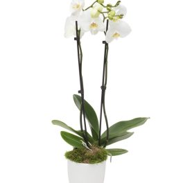 White orchid plant in a white pot with moss cover