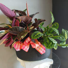 Potted mix plants PL110