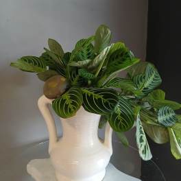 Leafy plant in potted vase #808