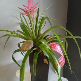 Bromeliad Antonia plant #803