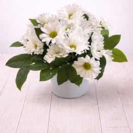 Darling Daisy