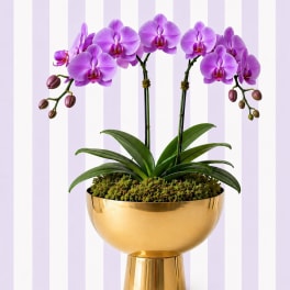 Purple Orchid Garden – Double Stem | Luxe Gold Bowl