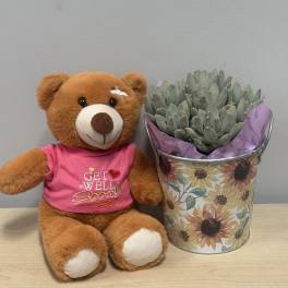 Get Well Succulent Duo