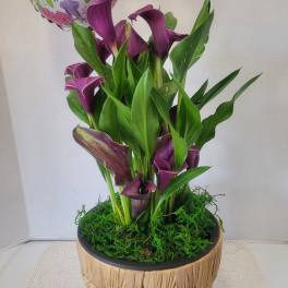 Lovely Purple Calla Lily