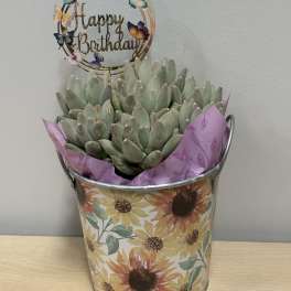 Sunny Birthday Succulent