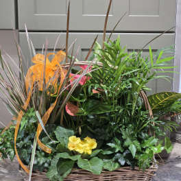 European Planter