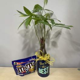 Potted money tree with a candy bag and a "You're the Best" gift container