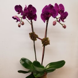 Two purple orchids in a moss-covered pot with broad green leaves