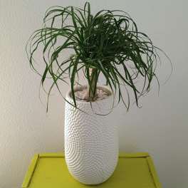 Ponytail Palm