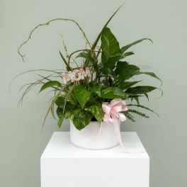 Mother's Day Dish Garden