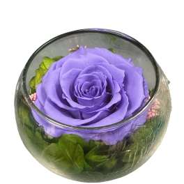Preserve purple rose last forever 131