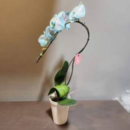 Plants: Waterfall Orchid - Celeste