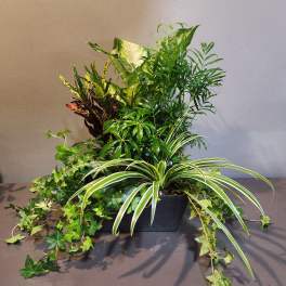 Plants: Modern Mood Garden