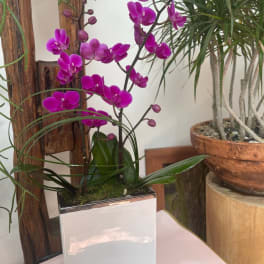 Purple orchid arrangement in a white square planter