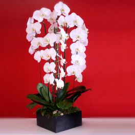 Cascading White Orchids