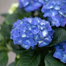 Fresh Flowering Hydrangea Plants