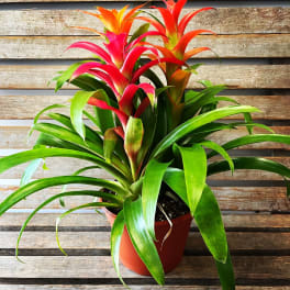 Potted bromeliad plant with red and orange blooms